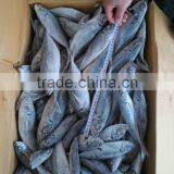 Land Frozen Horse Mackerel Frozen 20cm + thumbnail-3