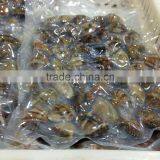 New Season High Quality Frozen Vacuum Packed Short Necked Clam thumbnail-4