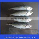 Frozen Horse Mackerel IQF thumbnail-1