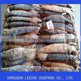 Illex Argentinus Squid