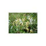 HoneySuchle Flowers Extract thumbnail-2