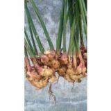 China Fresh Ginger Wholesale thumbnail-3