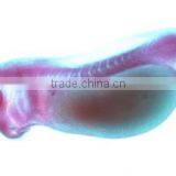 Embryo Slides , Frog Embryo Slides , Embryology Slides ,embryo Teaching Slides thumbnail-1