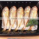 Advanced Craft With Absorbent Pad Cheap Plastic Frozen Fish Packing Box