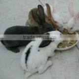 Feed Additive for Fur-producing Animal thumbnail-3