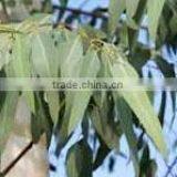 5ml High Quality Eucalyptus Oil