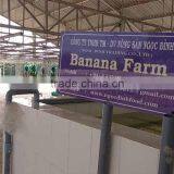 VIETNAM BEST QUALITY FRESH CAVENDISH BANANA thumbnail-5