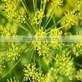 Dill Oil (Anethum Sowa ) thumbnail-3
