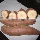 Sweet Potato Fresh Harvest Good Taste Sweet Potato thumbnail-3
