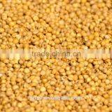 Red Sorghum for Animal Feed thumbnail-5