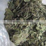 Mulberry Leaf Natural Herbal Tea thumbnail-5