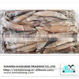 Frozen Whole Argentina Illex Squid
