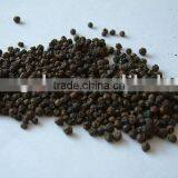 Black Pepper thumbnail-1