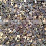 Pumpkin Seeds Kernels Grown Without Shell A thumbnail-2
