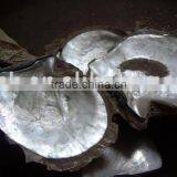 White Mother of Pearl Shell for Manufacture and Decoration