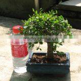 Ulmus ( Chinese Elm) Bonsai Tree Ball Shape thumbnail-4