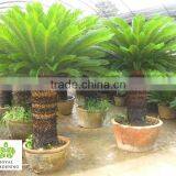 Cycas Revoluta Multi Branches thumbnail-1