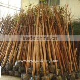 Ficus Religiosa Grower and Exporter thumbnail-1
