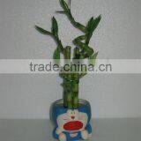 Lucky bamboo Dracaena Sanderiana