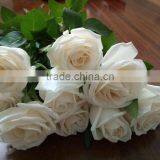 Natural Fresh Cut White Rose Flower Mother's Day Gift Processing Type Export From Yunnan thumbnail-5