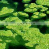 Herbal Spirulina Powder for Body Fitness thumbnail-3