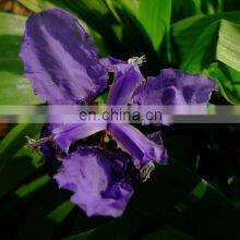 Orris Root Ratio Extract / Orris Root Extract thumbnail-2