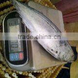 300-500g Frozen Bonito Tuna