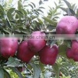 Hua Niu apple