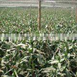 Spiral Lucky Bamboo 25cm-100cm DRACAENA SANDERIANA Air Bonsai Tree Indoor Aquatic Feng Shui Plants Nursery Garden Decoration thumbnail-5