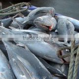 frozen fresh longfin tuna fish