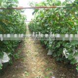 Chinese Fresh Red Grape thumbnail-1