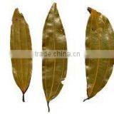 Cinnamomum Tamala