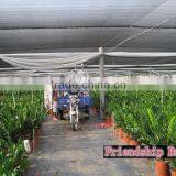 Natural Zamioculcas Zamiifolia for Indoor Ornamental Decorative Bonsai Plants thumbnail-3