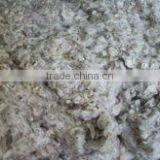 Cotton Dropping thumbnail-1