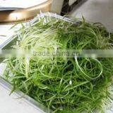 Restaurant Counter Top Commercial Electric Green Onion Cutter/Onion Shredder/Green Onion Cutting Machine thumbnail-2