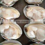 CHINA LOCAL BABY CLAM FOR MAKING VACCUM FROZEN BOILED CLAM thumbnail-2