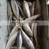 China-made Frozen Hot Sale Horse Mackerel Whole thumbnail-2