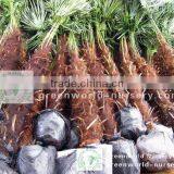 Cold Hardy Windmill Palm thumbnail-1