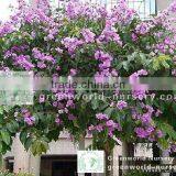 Lagerstroemia Speciosa Flower Trees thumbnail-1