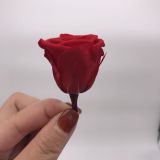 High Quality Timeless Preserved Flower to Make Gorgeous Flower Gifts