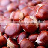 Chestnut thumbnail-1