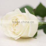 Top Grade Vendela White Rose for Wedding thumbnail-6