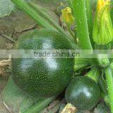 MoZhu 2 Dark Green Round Shape Summer Squash Seeds