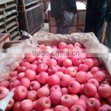 Mature Natural Red Apple Wholesale Fuji Apple China With Fresh Apple Price thumbnail-2