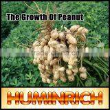 FAQ-The Growth Of Peanut thumbnail-1