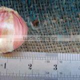 Pakistani Phulkara Fresh Crop