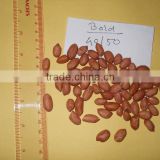 BEST QUALITY RED INDIAN BOLD GROUNDNUT KERNEL 60/70