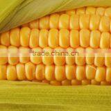 Canned Sweet Corn17 thumbnail-1