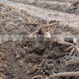 High Efficient Cassava Harvester Machine on Slae thumbnail-6