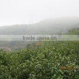 Green Tea Powder, Green Tea Fanning, Green Tea Dust thumbnail-4